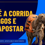 O que é a corrida de galgos e como apostar galera bet
