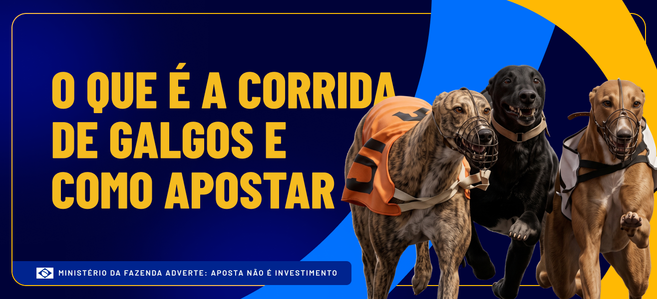 O que é a corrida de galgos e como apostar galera bet